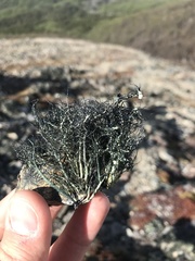 Usnea aurantiaco-atra