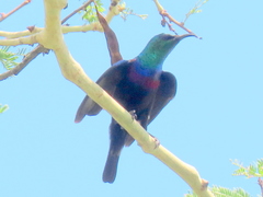 Cinnyris bifasciatus microrhynchus