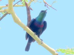 Cinnyris bifasciatus microrhynchus