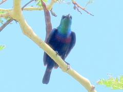 Cinnyris bifasciatus microrhynchus