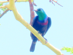 Cinnyris bifasciatus microrhynchus