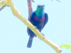 Cinnyris bifasciatus microrhynchus