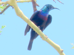 Cinnyris bifasciatus microrhynchus