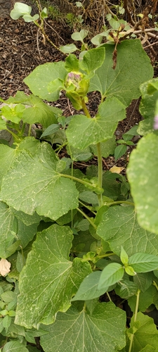 Pericallis webbii image