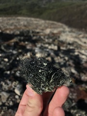 Usnea aurantiaco-atra