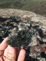 Usnea aurantiaco-atra