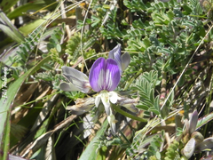 Astragalus amatus