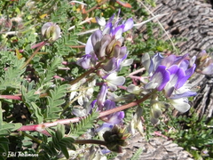 Astragalus amatus