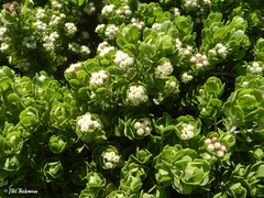 Baccharis vernalis