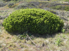 Baccharis vernalis