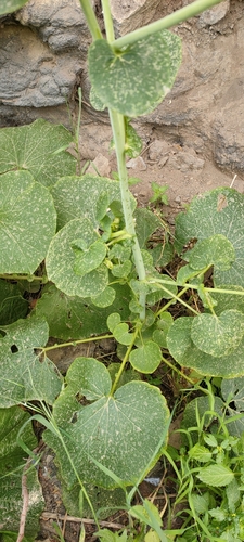 Pericallis webbii image