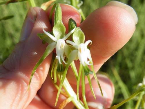 Image of Habenaria schimperiana by (c) Antoinette Eyssell Knox, some rights reserved (CC BY-SA)
