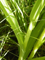 Habenaria schimperiana