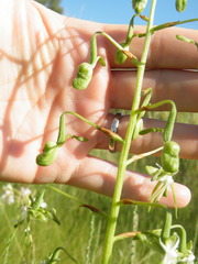 Habenaria schimperiana