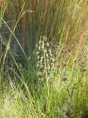 Habenaria schimperiana