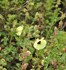 Hibiscus diversifolius