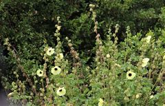 Hibiscus diversifolius