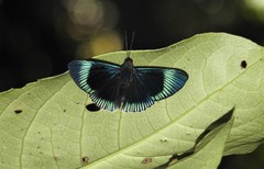 Lyropteryx apollonia