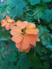 Crossandra infundibuliformis