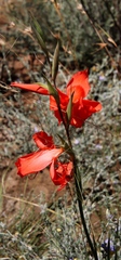 Gladiolus saundersii