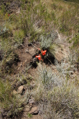 Gladiolus saundersii