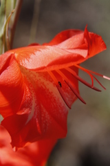 Gladiolus saundersii