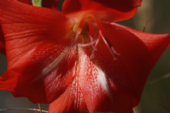 Gladiolus saundersii