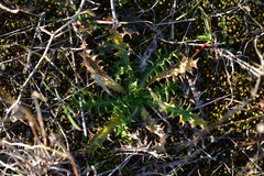 Carduus nutans micropterus