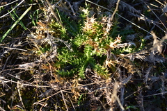 Carduus nutans micropterus