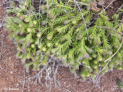 Cliococca selaginoides