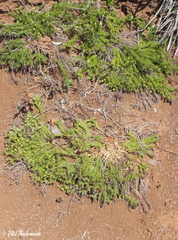 Cliococca selaginoides