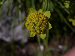 Bupleurum petraeum
