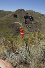 Gladiolus saundersii