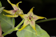 Oxypetalum appendiculatum