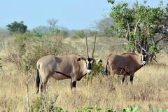 Oryx beisa callotis