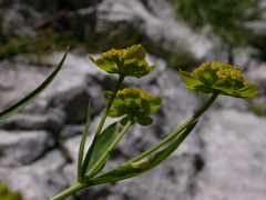 Bupleurum petraeum