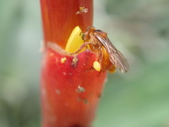 Trigona chanchamayoensis
