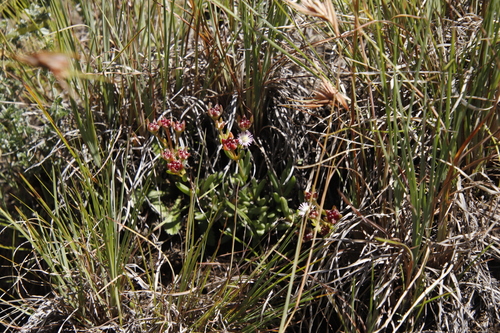Delosperma congestum, photograph 5