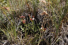Delosperma brevisepalum