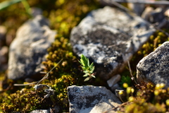 Lysimachia linum-stellatum