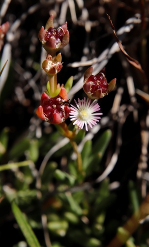 Image of Delosperma congestum by (c) Tony Rebelo, some rights reserved (CC BY-SA)