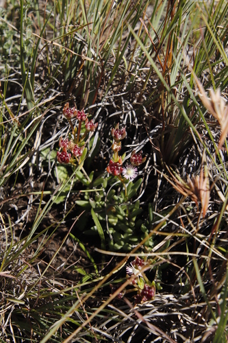 Delosperma congestum, photograph 4