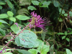Cleome spinosa