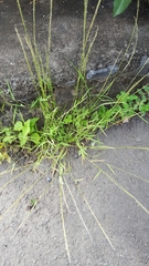 Eragrostis tenella insularis