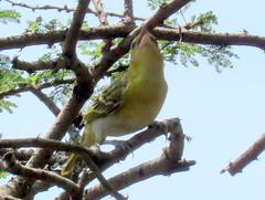 Ploceus intermedius cabanisii
