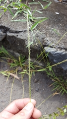 Eragrostis tenella insularis