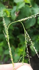 Eragrostis tenella insularis