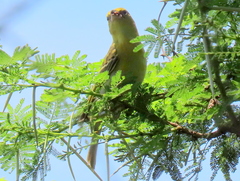 Ploceus intermedius cabanisii