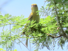 Ploceus intermedius cabanisii