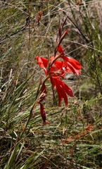 Gladiolus saundersii